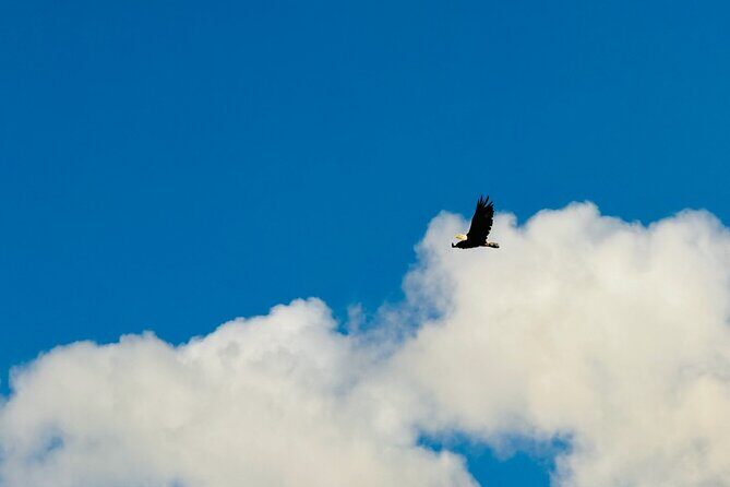 Private Seward Cruise Transit Tour with National Park and AWCC - FAQ