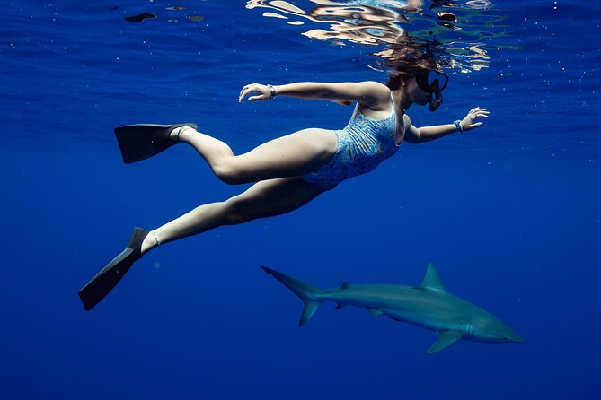 Private Shark Dive, Oahu, Hawaii (6 Guest) - Overview of Private Shark Dive