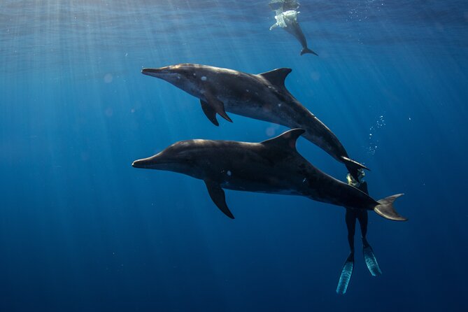 Private Shark Dive, Oahu, Hawaii (6 Guest) - Meeting and Pickup Information