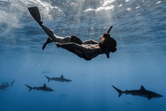 Private Shark Dive, Oahu, Hawaii (6 Guest) - Important Notes for Participants