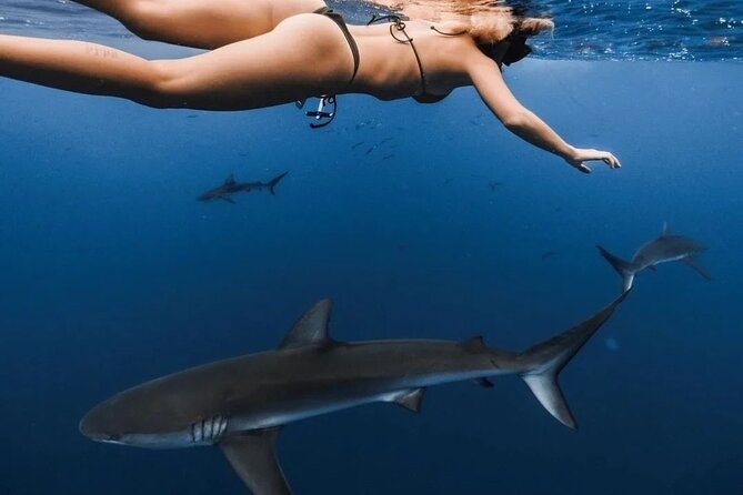 Private Shark Dive, Oahu, Hawaii (6 Guest) - Weather and Cancellation Policy