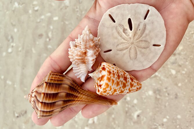 Private Shelling and Dolphin Excursion - Meeting Point and Cancellation Policy