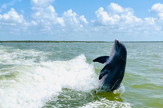 Private Shelling and Dolphin Excursion - Common Questions