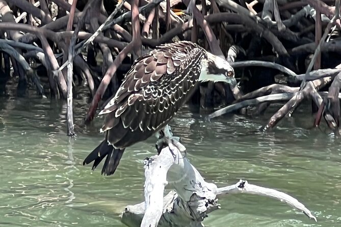 Private Shelling and Eco Tour by Boat - The Sum Up