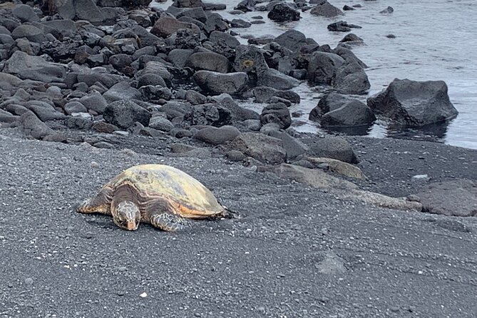 PRIVATE Shore Excursion - Best of Hilo and Hamakua Coast - Booking Information