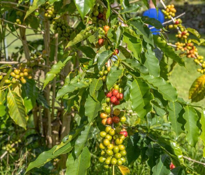 Private Shore Excursion Kona Coffee & National Historic Park - Full Description