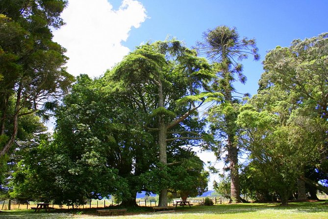 Private Shore Excursion - The Giant Kauris and Glowworms Cave - Pricing and Group Size Options