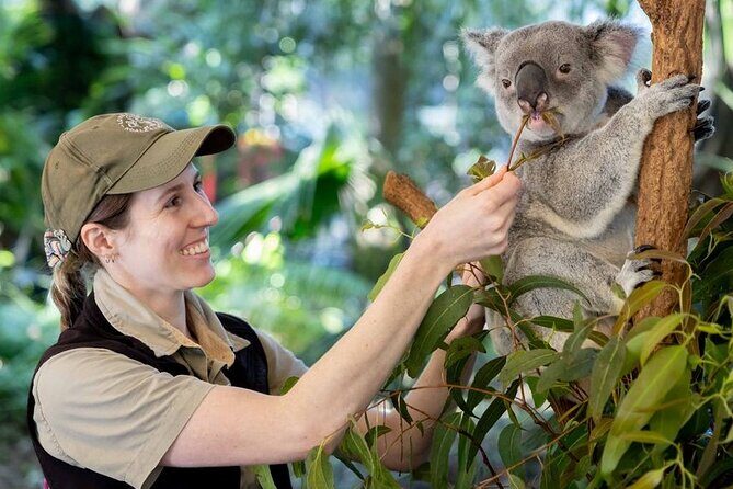 Private Shore Excursions with Lone Pine Koala Sanctuary Visit - Good To Know