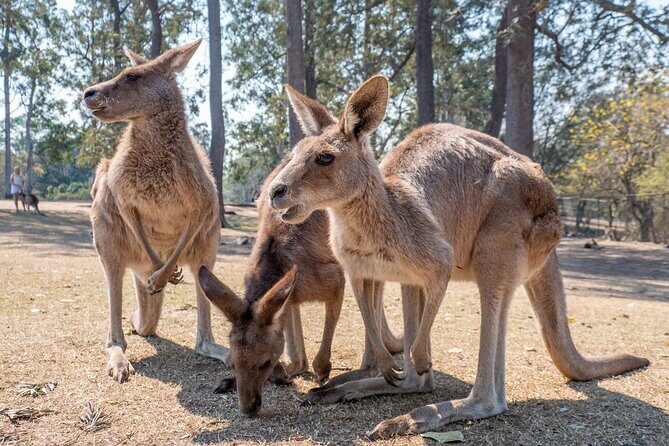 Private Shore Excursions with Lone Pine Koala Sanctuary Visit - FAQ