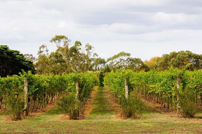 Private Shore Tour: Bellarine Peninsula Wine Experience - Final Thoughts