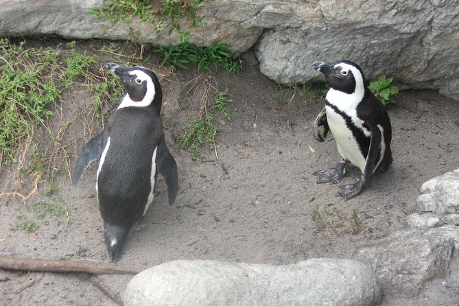 Private Shore Whale Watching Tour to Hermanus From Cape Town - Tour Overview