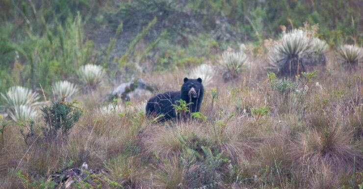 Private Sight Tour Chingaza Paramo From Bogota, Andean Bear - Tour Overview