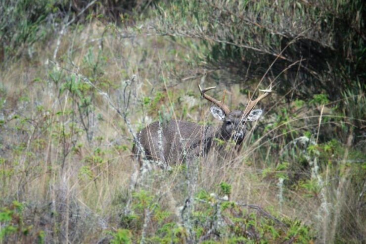 Private Sight Tour Chingaza Paramo From Bogota, Andean Bear - Booking and Reservation Details