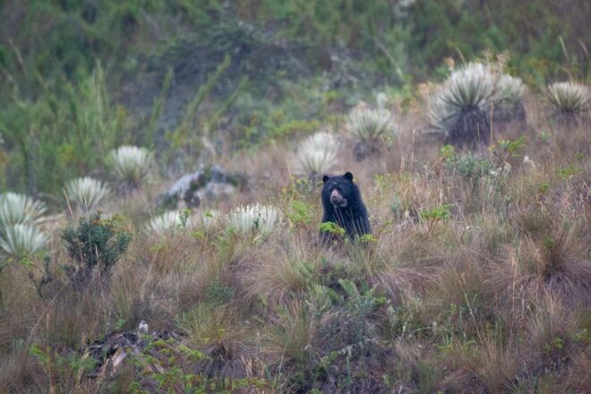 Private Sight Tour Chingaza Paramo From Bogota, Andean Bear - Pickup and Contact Information