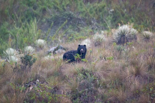 Private Sight Tour Chingaza Paramo From Bogota, Andean Bear - Tour Details and Inclusions