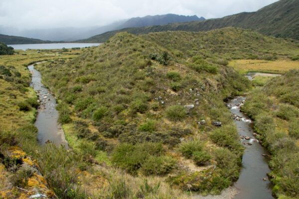 Private Sight Tour Chingaza Paramo From Bogota, Andean Bear - Language and Guided Tour Information