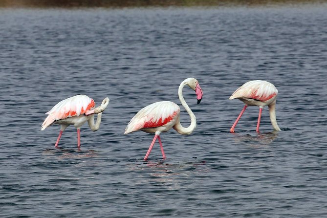 Private Sightseeing Boat Tour in Ria Formosa at Olhão - Cancelation Policy and Weather Conditions