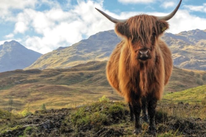 Private Sightseeing Day Tour From Edinburgh to Loch Lomond - Sightseeing and Activities