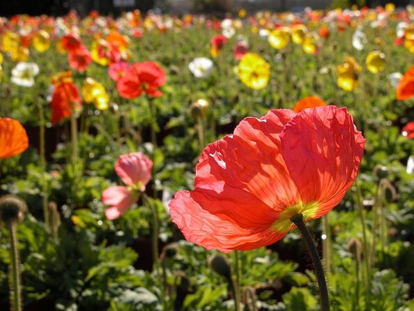 Private Sightseeing Tour in Reykjavik - Highlights of the Tour