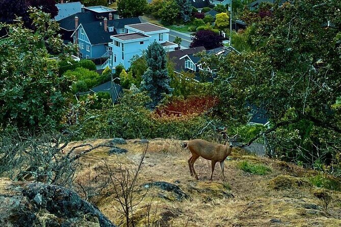 Private Sightseeing Tour in Victoria Canada - Good To Know