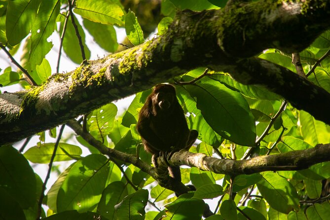 Private Sloth and Monkey Wildlife Tour - Customer Reviews
