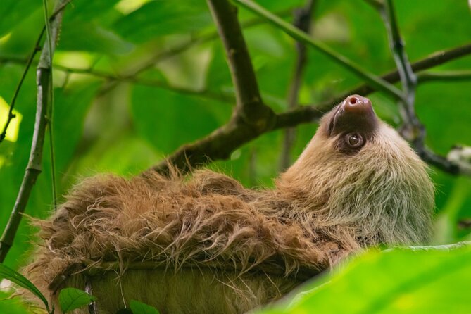 Private Sloth and Monkey Wildlife Tour - Frequently Asked Questions