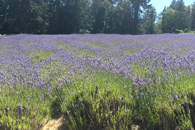 Private Small Group Transportation Cowichan Valley Wineries - Private Residences Pickup Locations