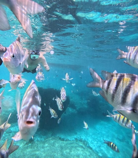 Private - Snorkel Along the Coast With Chivis Del Mar. - Meeting Point and Conditions