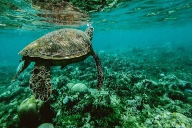 Private Snorkel and Dive Charter to Culebra (Up to 5 Guests) - FAQ