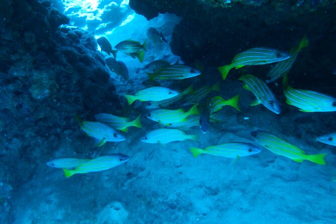 Private Snorkel Excursions in Lahaina, Maui - Whats Included