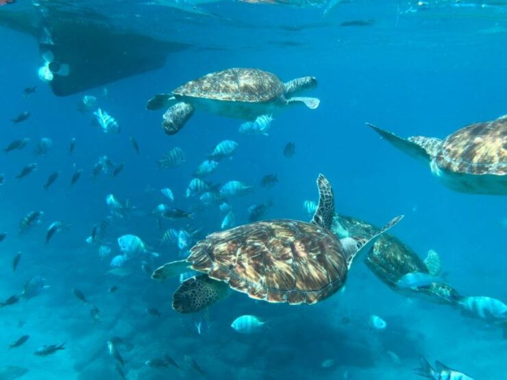 Private Snorkel Experience With Sea Turtle for Cruisers - Experience Details