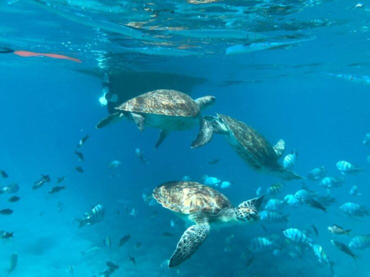 Private Snorkel Experience With Sea Turtle for Cruisers - Highlights of the Experience