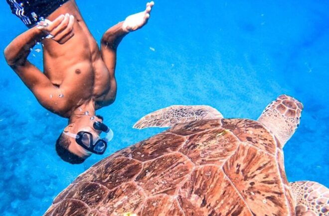 Private Snorkel Experience With Sea Turtle for Cruisers - Price and Duration