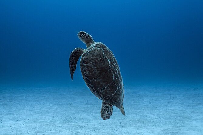 Private Snorkel Tour On The Reef Lagoon - An In-Depth Look at the Private Snorkel Tour in Costa Maya