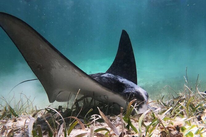 Private Snorkel Tour On The Reef Lagoon - Who Is This Tour Best For?