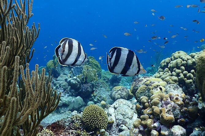 Private Snorkel Tour with Captain and Guide Bonaire Marine Park - Who Is This Tour Best Suited For?