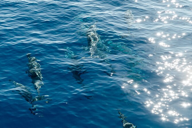 Private Snorkel Trip With Lunch From Waikiki on a Yacht - Overall Experience