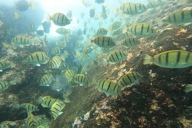 Private Snorkeling Adventure in Cabo San Lucas - Directions
