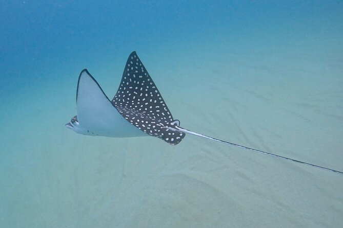Private Snorkeling Adventure in Cabo San Lucas - Common Questions