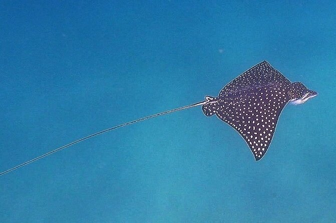 Private Snorkeling Adventure in Cabo San Lucas - The Sum Up