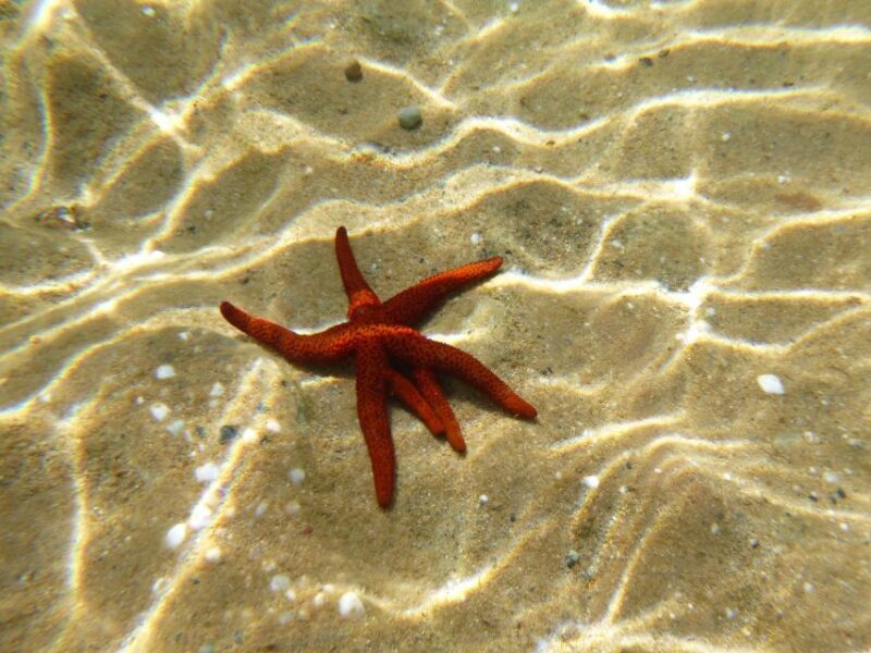 Private Snorkeling Adventure with underwater GoPro pictures - The Sum Up