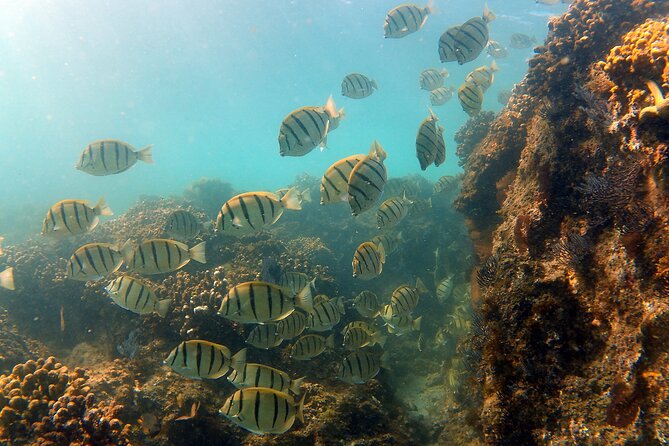 Private Snorkeling Boat Tour in San Jose Del Cabo - Common Questions