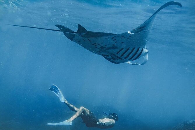 Private Snorkeling Enjoy the Amazing Manta Rays Nusa Penida - Review Information