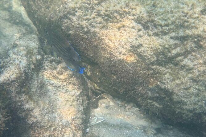 Private Snorkeling Excursion - Good To Know