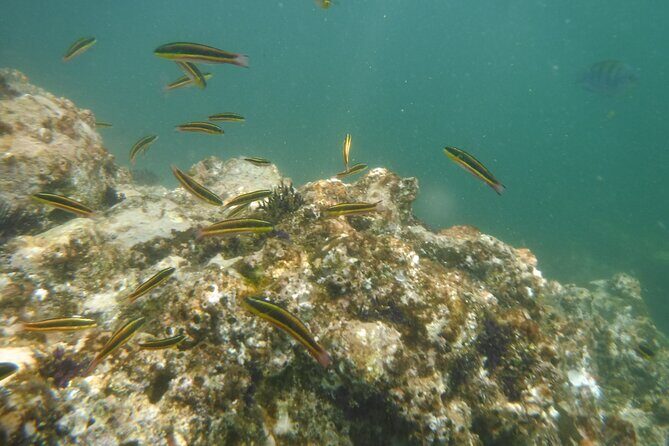 Private Snorkeling Experience and Boat tour to Las Animas Beach - What’s Included and What’s Not?  