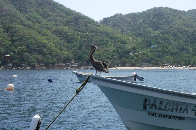 Private Snorkeling Experience and Boat tour to Las Animas Beach - Frequently Asked Questions  