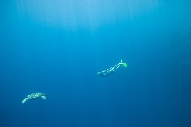 Private Snorkeling Experience in Aqaba Red Sea - Experience the Stunning Marine Life