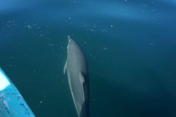 Private Snorkeling Experience in the Coral Islands in Guayabitos - Pricing and Value
