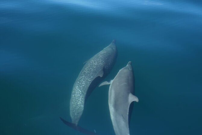 Private Snorkeling Experience in the Coral Islands in Guayabitos - FAQs