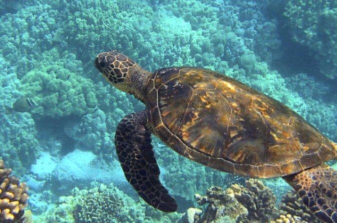 Private Snorkeling from Nusa Penida - FAQ